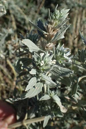 Marrubium peregrinum \ Grauer Andorn, Ungarischer Andorn / Branched Horehound, A Neusiedl am See 13.8.2025