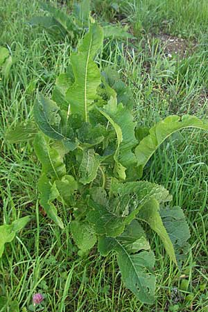Armoracia rusticana \ Meerrettich / Horse Radish, A Klaus 13.7.2007
