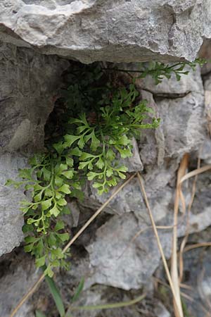 Asplenium ruta-muraria \ Gewhnliche Mauerraute / Wall-Rue, A Kärnten/Carinthia, Trögerner Klamm 18.5.2016