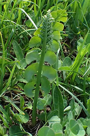 Botrychium lunaria \ Mondraute / Moonwort, A Bad Gastein 29.6.2025