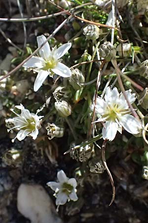 Minuartia rupestris \ Felsen-Miere / Common Rock Sandwort, A Großglockner 11.8.2025