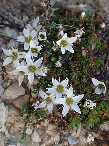 Minuartia rupestris \ Felsen-Miere / Common Rock Sandwort, A Großglockner 11.8.2025
