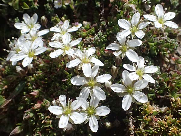 Minuartia rupestris \ Felsen-Miere / Common Rock Sandwort, A Großglockner 11.8.2025