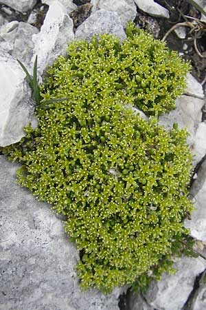 Minuartia sedoides \ Zwerg-Miere, Polster-Miere / Cyphel, A Kärnten/Carinthia, Petzen 2.7.2010