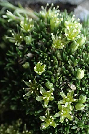 Minuartia sedoides \ Zwerg-Miere, Polster-Miere / Cyphel, A Großglockner 30.6.2025
