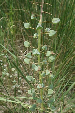 Muscari tenuiflorum \ Schmalbltige Traubenhyazinthe / Slender Grape Hyacinth, A Seewinkel, Podersdorf 11.7.2023