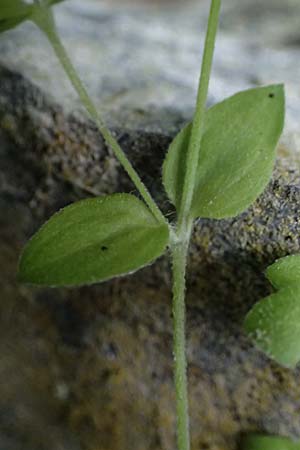 Moehringia trinervia \ Wald-Nabelmiere / Three-Nerved Sandwort, A Fronleiten 13.5.2025