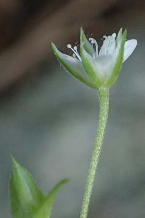Moehringia trinervia \ Wald-Nabelmiere / Three-Nerved Sandwort, A Fronleiten 13.5.2025