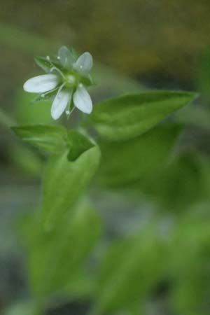 Moehringia trinervia \ Wald-Nabelmiere / Three-Nerved Sandwort, A Fronleiten 13.5.2025