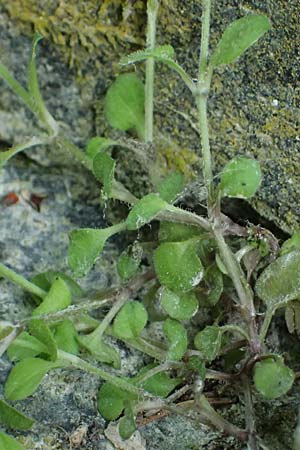 Moehringia trinervia \ Wald-Nabelmiere / Three-Nerved Sandwort, A Fronleiten 13.5.2025