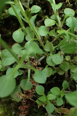 Moehringia trinervia \ Wald-Nabelmiere / Three-Nerved Sandwort, A Fronleiten 13.5.2025