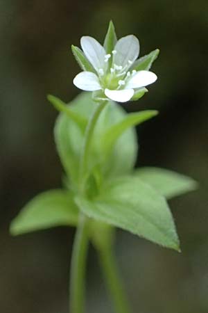 Moehringia trinervia \ Wald-Nabelmiere / Three-Nerved Sandwort, A Fronleiten 13.5.2025