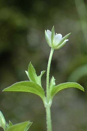 Moehringia trinervia \ Wald-Nabelmiere / Three-Nerved Sandwort, A Fronleiten 13.5.2025