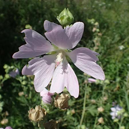 Malva thuringiaca \ Thringer Strauchpappel / Thuringian Mallow, A Michelstetten 12.8.2025
