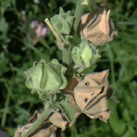 Malva thuringiaca \ Thringer Strauchpappel / Thuringian Mallow, A Michelstetten 12.8.2025