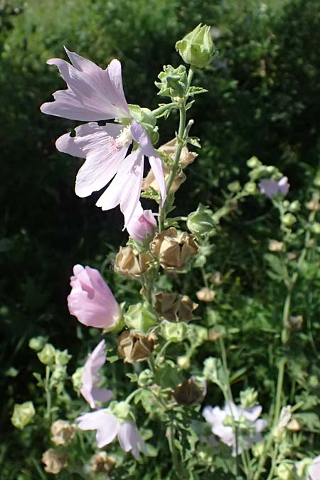 Malva thuringiaca \ Thringer Strauchpappel / Thuringian Mallow, A Michelstetten 12.8.2025