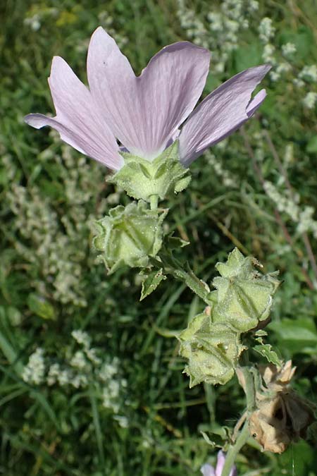 Malva thuringiaca \ Thringer Strauchpappel / Thuringian Mallow, A Michelstetten 12.8.2025