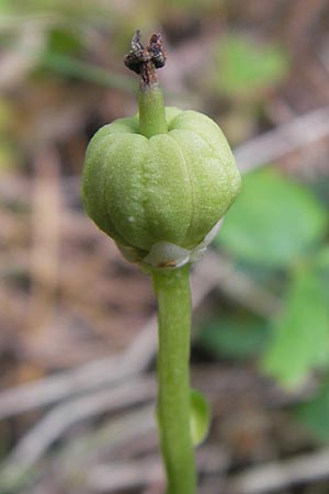 Moneses uniflora \ Einbltiges Wintergrn, Moosauge / One-flowered Wintergreen, A Hinterotter 3.8.2011