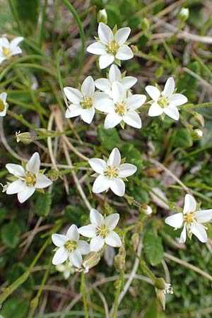 Sabulina glaucina \ H&uuml;gel-Fr&uuml;hlings-Miere / Hill Spring Sandwort, A Trenchtling 3.7.2019