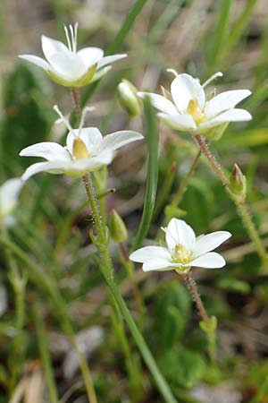 Sabulina glaucina \ H&uuml;gel-Fr&uuml;hlings-Miere / Hill Spring Sandwort, A Trenchtling 3.7.2019