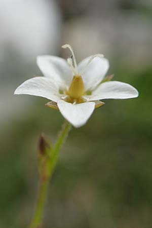 Sabulina glaucina \ H&uuml;gel-Fr&uuml;hlings-Miere / Hill Spring Sandwort, A Trenchtling 3.7.2019