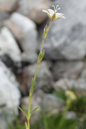 Sabulina glaucina \ H&uuml;gel-Fr&uuml;hlings-Miere / Hill Spring Sandwort, A Trenchtling 3.7.2019