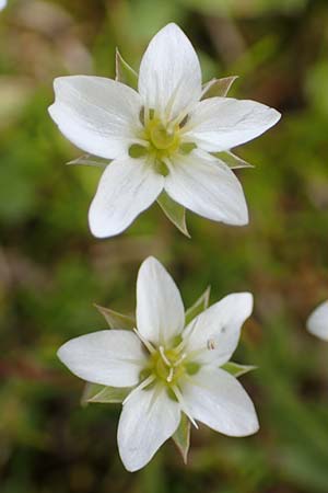 Sabulina verna s.l. \ H&uuml;gel-Fr&uuml;hlings-Miere / Hill Spring Sandwort, A Rax 28.6.2020