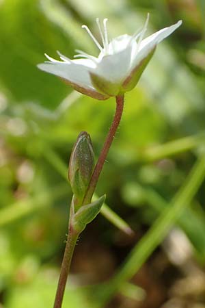 Sabulina verna s.l. \ H&uuml;gel-Fr&uuml;hlings-Miere / Hill Spring Sandwort, A Rax 28.6.2020