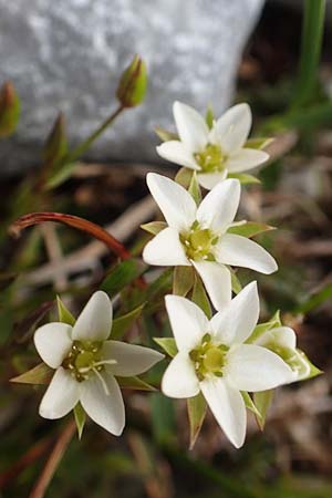 Sabulina verna s.l. \ H&uuml;gel-Fr&uuml;hlings-Miere / Hill Spring Sandwort, A Rax 28.6.2020