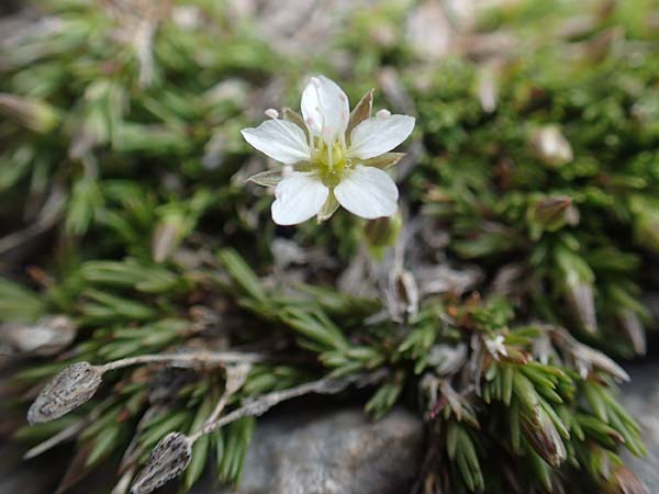 Sabulina verna s.l. \ H&uuml;gel-Fr&uuml;hlings-Miere / Hill Spring Sandwort, A Dachstein 10.7.2020