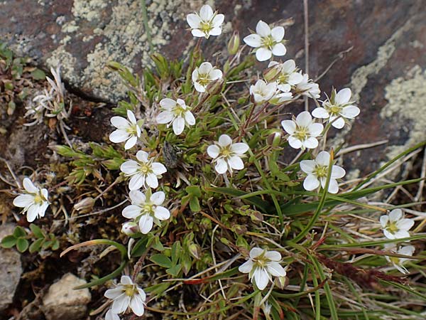 Sabulina glaucina \ H&uuml;gel-Fr&uuml;hlings-Miere / Hill Spring Sandwort, A W&ouml;lzer Tauern, Hoher Zinken 26.6.2021