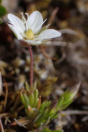 Sabulina glaucina \ H&uuml;gel-Fr&uuml;hlings-Miere / Hill Spring Sandwort, A W&ouml;lzer Tauern, Hoher Zinken 26.6.2021