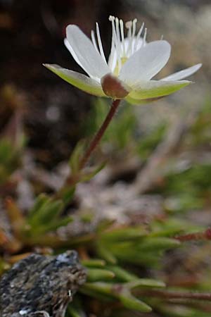 Sabulina glaucina \ H&uuml;gel-Fr&uuml;hlings-Miere / Hill Spring Sandwort, A W&ouml;lzer Tauern, Hoher Zinken 26.6.2021
