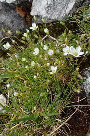 Sabulina verna s.l. \ H&uuml;gel-Fr&uuml;hlings-Miere / Hill Spring Sandwort, A Admont 5.7.2024