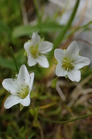 Sabulina verna s.l. \ H&uuml;gel-Fr&uuml;hlings-Miere / Hill Spring Sandwort, A Admont 5.7.2024