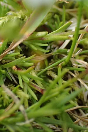 Sabulina verna s.l. \ H&uuml;gel-Fr&uuml;hlings-Miere / Hill Spring Sandwort, A Admont 5.7.2024