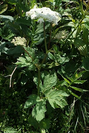 Peucedanum ostruthium \ Meisterwurz / Masterwort, A Kärnten/Carinthia, Koralpe 1.7.2022