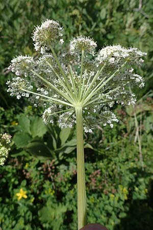 Peucedanum ostruthium \ Meisterwurz / Masterwort, A Kärnten/Carinthia, Koralpe 1.7.2022
