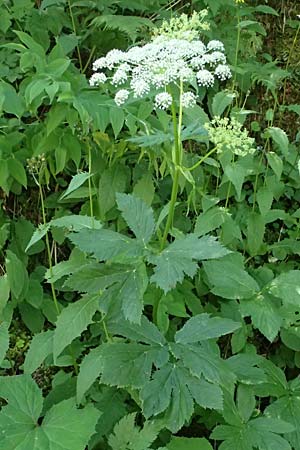 Peucedanum ostruthium \ Meisterwurz / Masterwort, A Krimml 1.7.2025