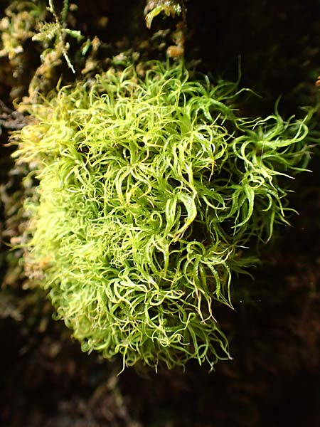Musci spec7 ? \ Moos / Moss, A M&uuml;rzsteg Rosslochklamm 3.7.2020