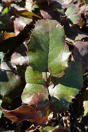 Mahonia x decumbens \  Mahonie /  Oregon Grape, A Perchtoldsdorf 22.9.2022