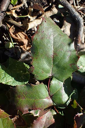 Mahonia x decumbens \  Mahonie /  Oregon Grape, A Perchtoldsdorf 22.9.2022