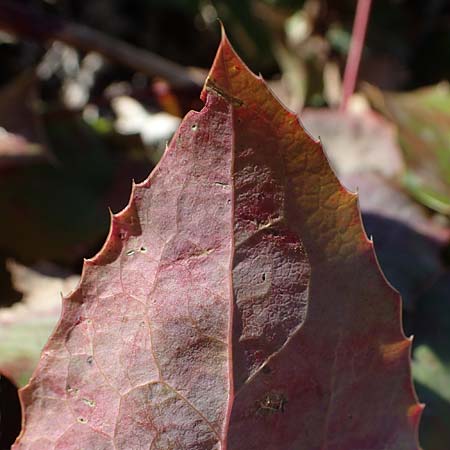 Mahonia x decumbens \  Mahonie /  Oregon Grape, A Perchtoldsdorf 22.9.2022