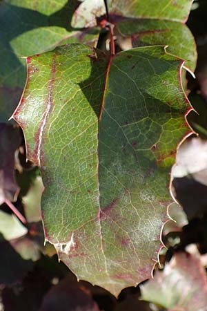 Mahonia x decumbens \  Mahonie /  Oregon Grape, A Perchtoldsdorf 22.9.2022
