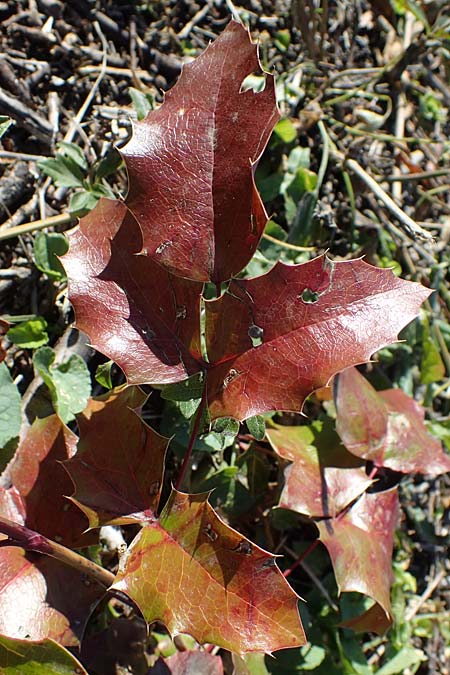 Mahonia x decumbens \  Mahonie /  Oregon Grape, A Perchtoldsdorf 22.9.2022