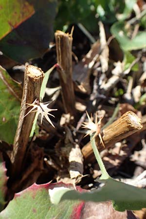 Mahonia x decumbens \  Mahonie /  Oregon Grape, A Perchtoldsdorf 22.9.2022