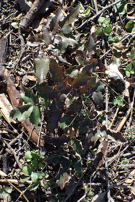 Mahonia x decumbens \  Mahonie /  Oregon Grape, A Perchtoldsdorf 22.9.2022
