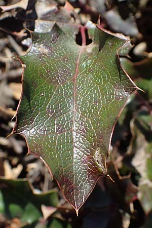 Mahonia x decumbens \  Mahonie /  Oregon Grape, A Perchtoldsdorf 22.9.2022