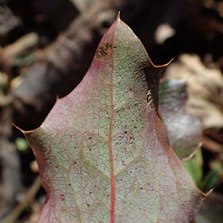Mahonia x decumbens \  Mahonie /  Oregon Grape, A Perchtoldsdorf 22.9.2022