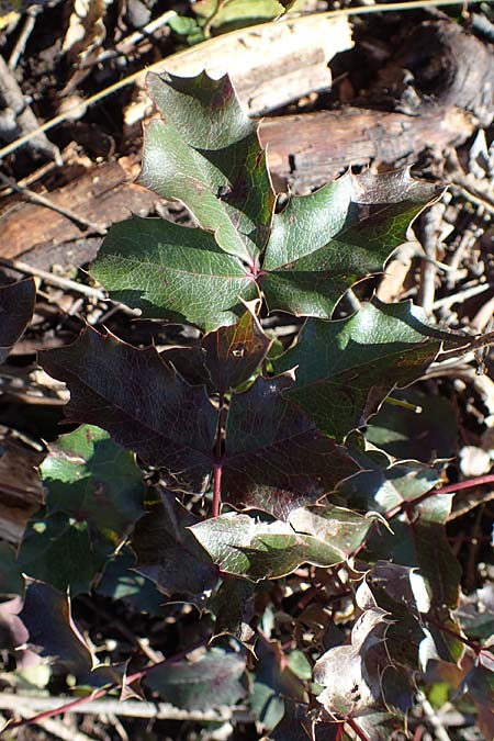 Mahonia x decumbens \  Mahonie /  Oregon Grape, A Perchtoldsdorf 22.9.2022